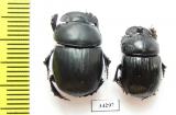 Catharsius sp.  Ethiopia - INSECTS-STORE.RU