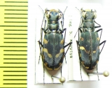 Calomera decemguttata  Indonesia, Sulawesi - INSECTS-STORE.RU