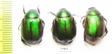 Anomala vitis  Italy - INSECTS-STORE.RU