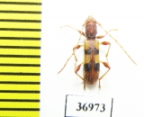 Cerambycidae sp.  South Africa Rep. - INSECTS-STORE.RU