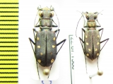 Cicindela ocellata, pair  USA - INSECTS-STORE.RU