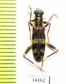 Cleridae sp. Indonesia, Sumatra - INSECTS-STORE.RU
