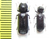 Bostrichidae sp.  Bolivia - INSECTS-STORE.RU
