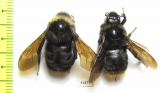Bombus (Psithyrus) sp.  Russia, Kaluga reg. - INSECTS-STORE.RU