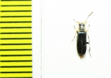 Osphya aerata  Iran, Mazandaran prov. - INSECTS-STORE.RU