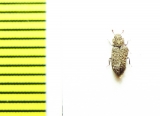Zopheridae sp.  Peru - INSECTS-STORE.RU
