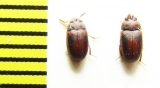 Platydema sericeum, pair  Cambodia - INSECTS-STORE.RU