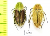 Pygopleurus vulpes, pair  Russia, Volgograd reg. - INSECTS-STORE.RU