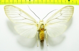 Erebidae sp.  Bolivia - INSECTS-STORE.RU