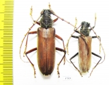 Cerambycidae sp.  Ecuador - INSECTS-STORE.RU