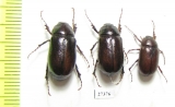 Melolonthinae sp.  South Africa Rep. - INSECTS-STORE.RU