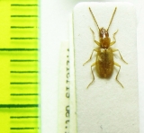 Duvalius bokori valyianus  Slovakia - INSECTS-STORE.RU