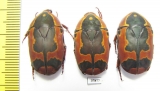Pachnoda trimaculata - INSECTS-STORE.RU