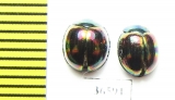 Tenebrionidae sp.  Indonesia, Kalimantan - INSECTS-STORE.RU