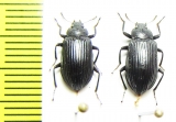 Tenebrionidae sp.  Malaysia, Borneo - INSECTS-STORE.RU