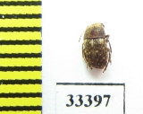 Anthribidae sp.  Sri Lanka - INSECTS-STORE.RU