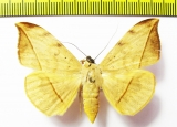 Noctuidae sp.  Philippines - INSECTS-STORE.RU