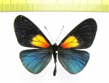 Nymphalidae sp.  Ecuador - INSECTS-STORE.RU
