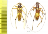 Cerambycidae sp.  Mexico - INSECTS-STORE.RU