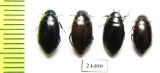 Dytiscidae sp.  Lebanon - INSECTS-STORE.RU