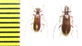 Obrium obscuripenne, pair  Russia, Far East - INSECTS-STORE.RU