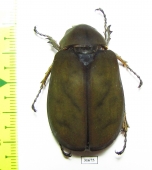 Melolonthinae sp.  China, Yunnan prov. - INSECTS-STORE.RU