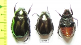Rutelinae sp.  Nepal - INSECTS-STORE.RU