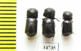 Bostrichidae sp.  Ethiopia - INSECTS-STORE.RU
