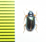 Tenebrionidae sp.  Malaysia - INSECTS-STORE.RU