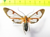 Erebidae sp.  Bolivia - INSECTS-STORE.RU