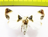 Noctuidae sp.  Russia, Far East - INSECTS-STORE.RU