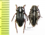 Dorcadion anatolicum, pair  Turkey - INSECTS-STORE.RU