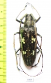 Cerambycidae sp.  Peru - INSECTS-STORE.RU