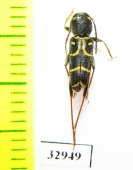 Clytus rhamni  Russia, Voronezh reg. - INSECTS-STORE.RU