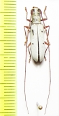 Olenecamptus riparius  Russia, Far East - INSECTS-STORE.RU