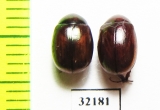 Melolonthinae sp.  South Africa Rep. - INSECTS-STORE.RU