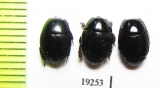 Histeridae sp.  Senegal - INSECTS-STORE.RU