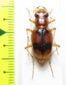 Megacephala cruciata, female  Argentina - INSECTS-STORE.RU