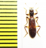 Cleridae sp. Kenya - INSECTS-STORE.RU
