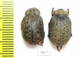 Trogidae sp.  Namibia - INSECTS-STORE.RU