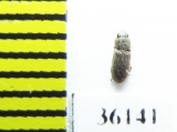 Zopheridae sp.  Thailand - INSECTS-STORE.RU