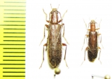 Sparedrus longicollis  Iran, Fars prov. - INSECTS-STORE.RU