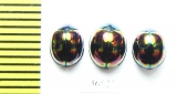 Tenebrionidae sp.  Indonesia, Kalimantan - INSECTS-STORE.RU