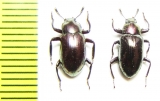 Tenebrionidae sp.  Malaysia, Borneo - INSECTS-STORE.RU