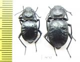 Akis bacarozzo  Spain, Minorka - INSECTS-STORE.RU
