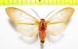 Erebidae sp.  Bolivia - INSECTS-STORE.RU