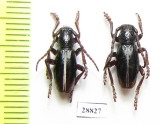 Dorcadion apicerufum  Armenia - INSECTS-STORE.RU
