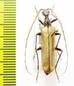 Vesperus conicicollis  Spain - INSECTS-STORE.RU