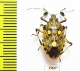 Hemiptera sp.  Zambia - INSECTS-STORE.RU