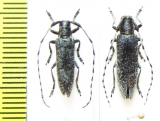 Agapanthia villosoviridescens, pair  Russia, Tver reg. - INSECTS-STORE.RU